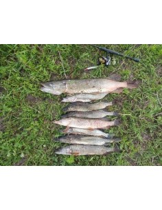 Воблер Sealurer Ito Shiner... 2