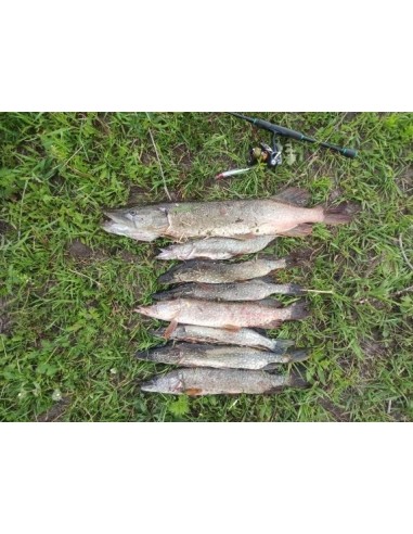 Воблер Sealurer Ito Shiner 115SP,...