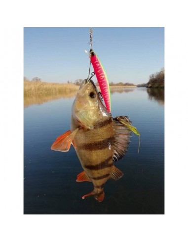 Bearking Varuna 110SP (O.S.P....